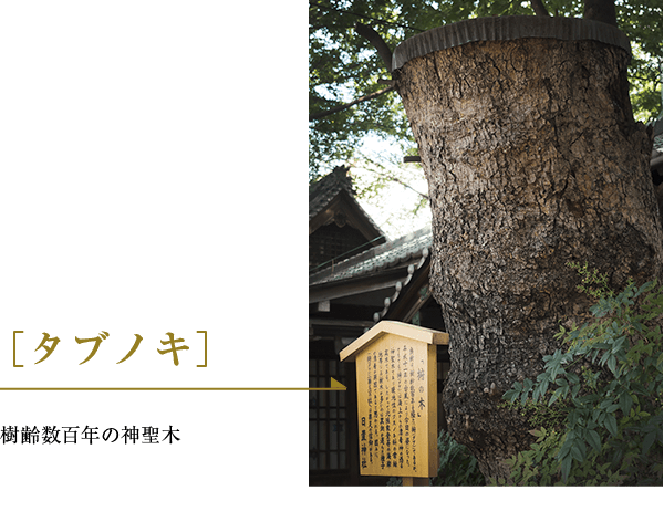 ［タブノキ］樹齢数百年の神聖木