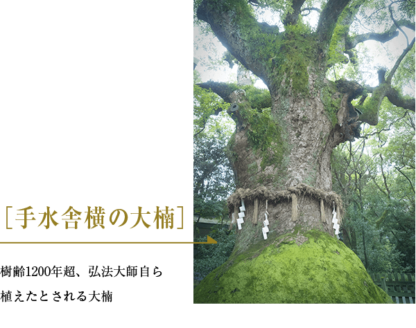 ［手水舎横の大楠］樹齢1200年超、弘法大師自ら植えたとされる大楠